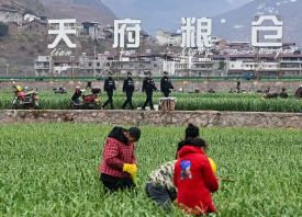 四川漢源：3.53萬畝蒜薹豐收